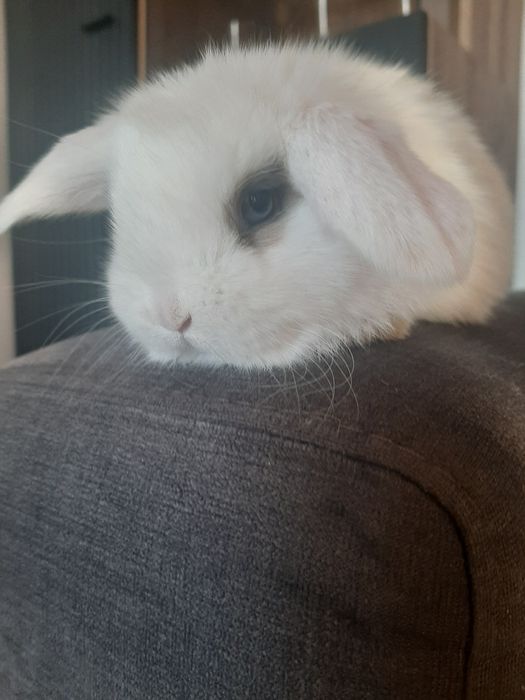 Kroliki baranek miniaturka karzelek mini lop