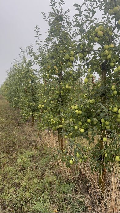 Яблуко, груша, слива