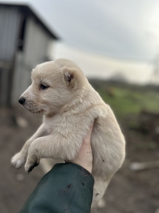 Продам чистокровного цуценя алабая