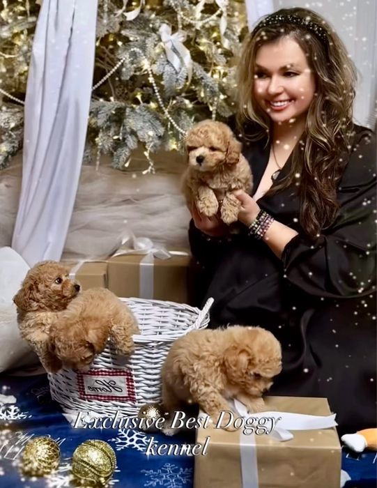 SUPER VIP яркие кукольные щенки мальтипу. Мальтипу. Щенок