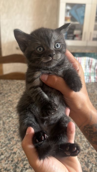 Gato macho boa linhagem