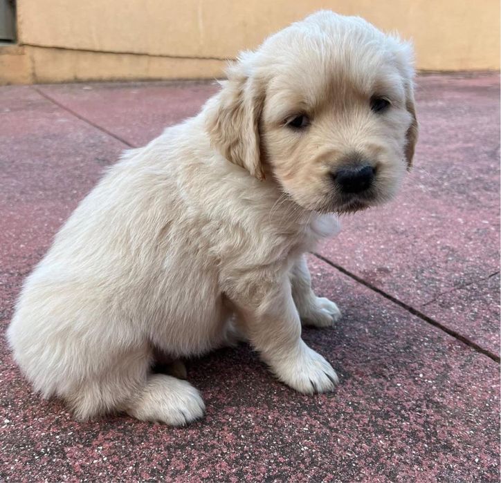 Golden Retriever 2 meses