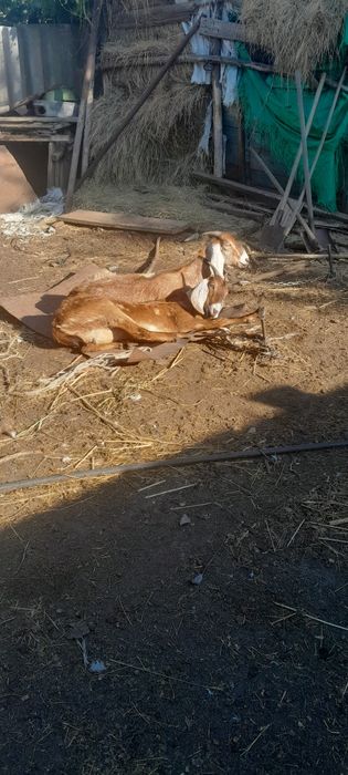 Англонубійські кози