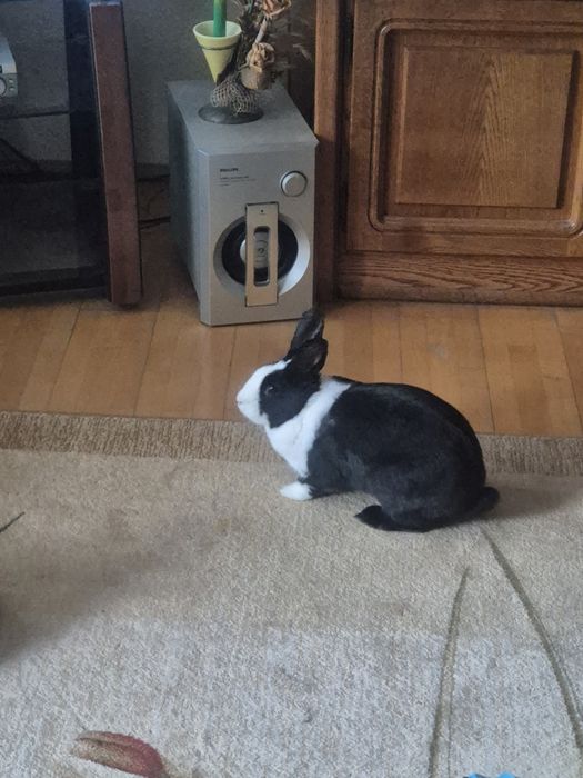 Klatka z królikiem, królik