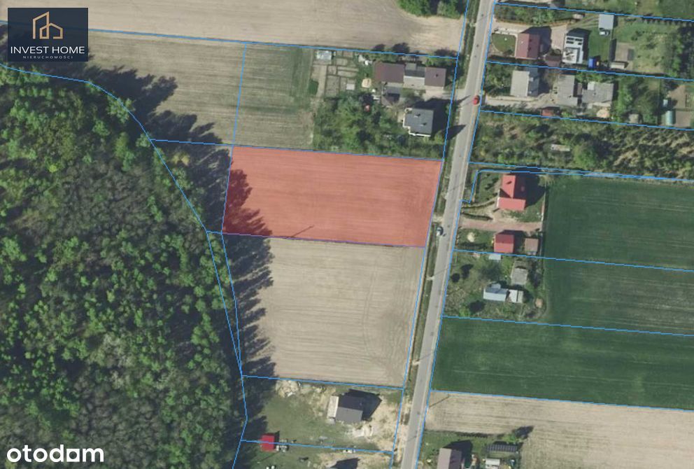 Duża działka 3614 m² przy lesie | Jóźwin | MPZP - Widok 4