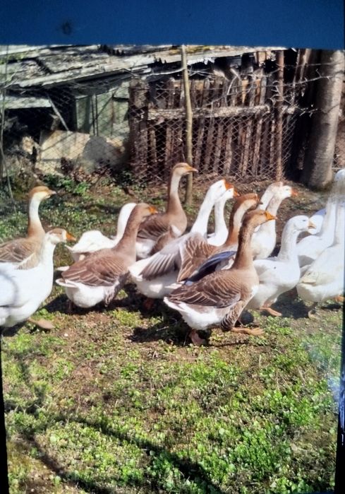 Продажа гусячих яєць інкубаціїні