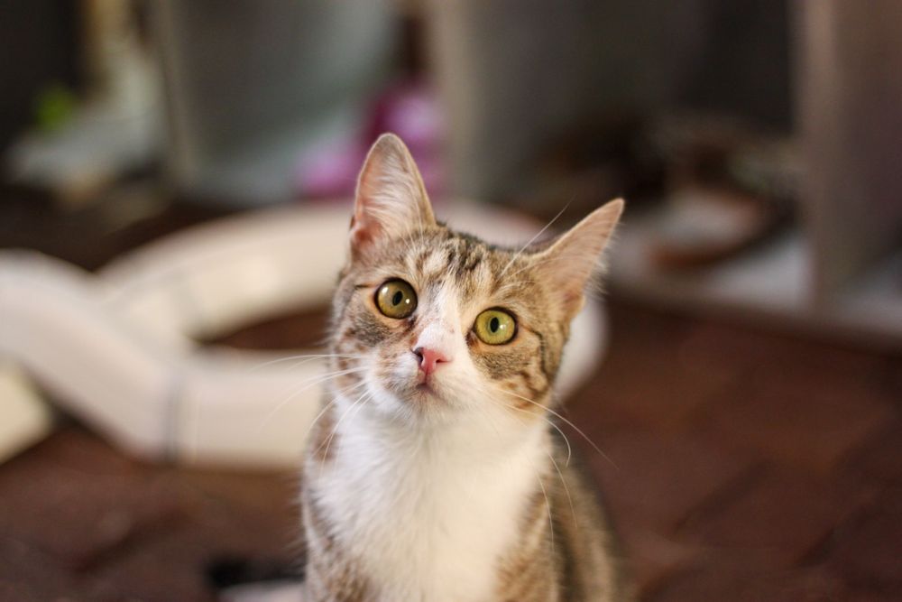 Kocie rodzeństwo do adopcji