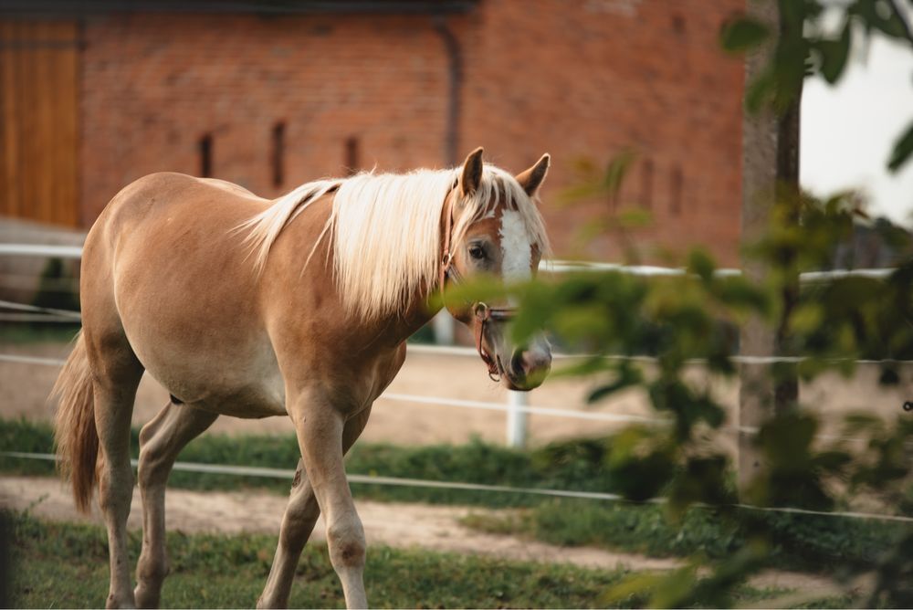 Na sprzedaz Haflinger - ogierek
