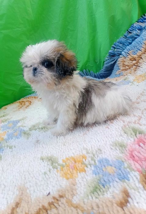 Shih-tzu macho com LOP