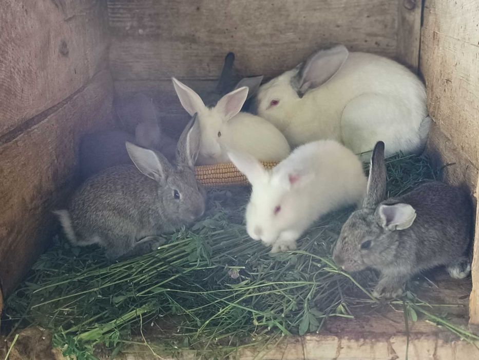 Продам кроличку з кроленятами