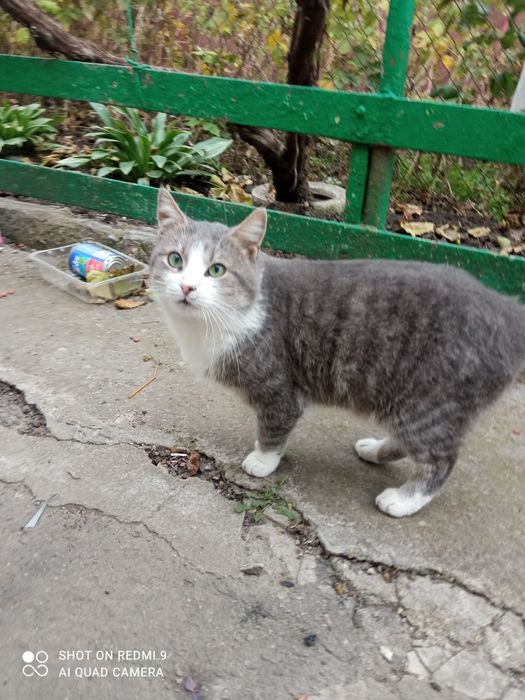 Ласкавий котик проситься в сім'ю