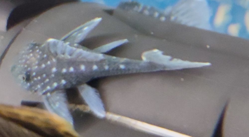 Zbrojnik L128 Blue Phantom Aquafizz Creative