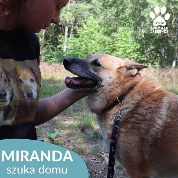 Miranda szuka domu !