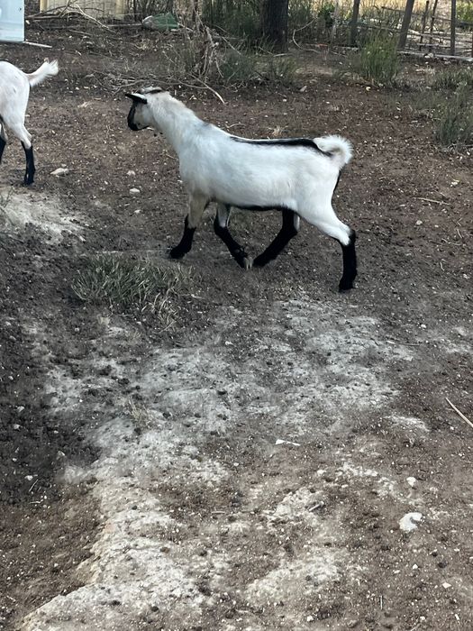 Cabra Raça Pura Serpentina