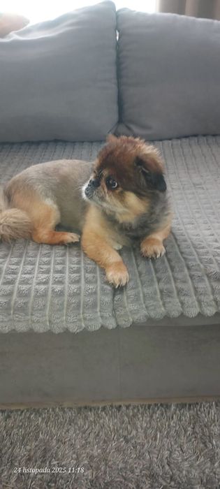 Pekińczyk Nati do pilnej adopcji.