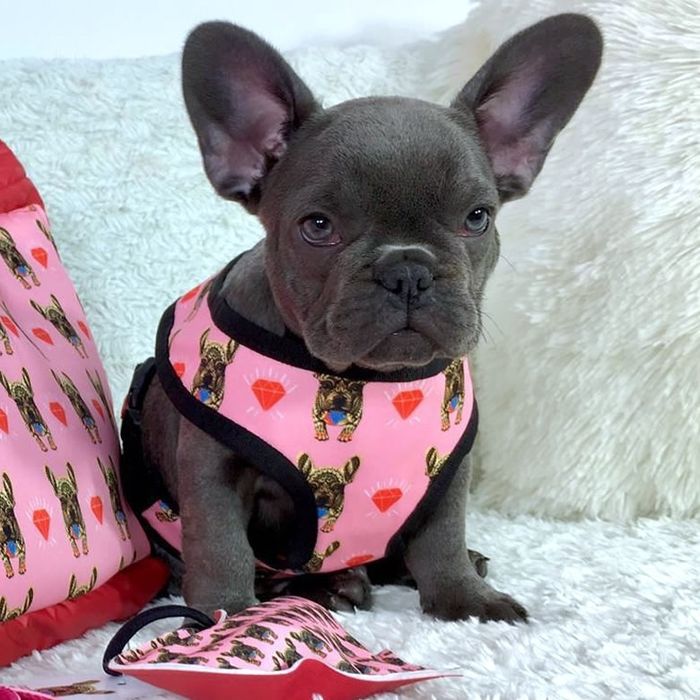 Бульдог блакитний дівчинка та хлопчик