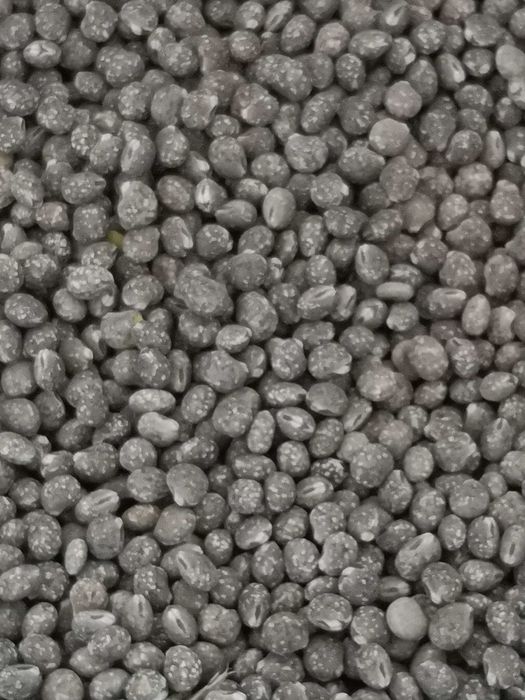 Łubin słodki koral