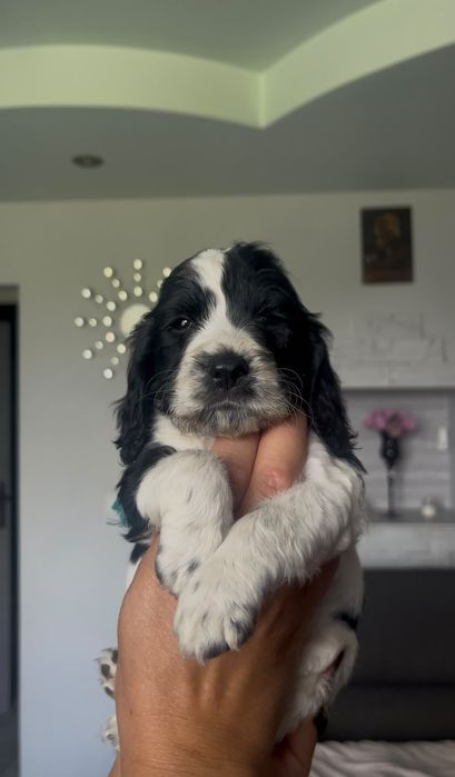 Cocker Spaniel Angielski