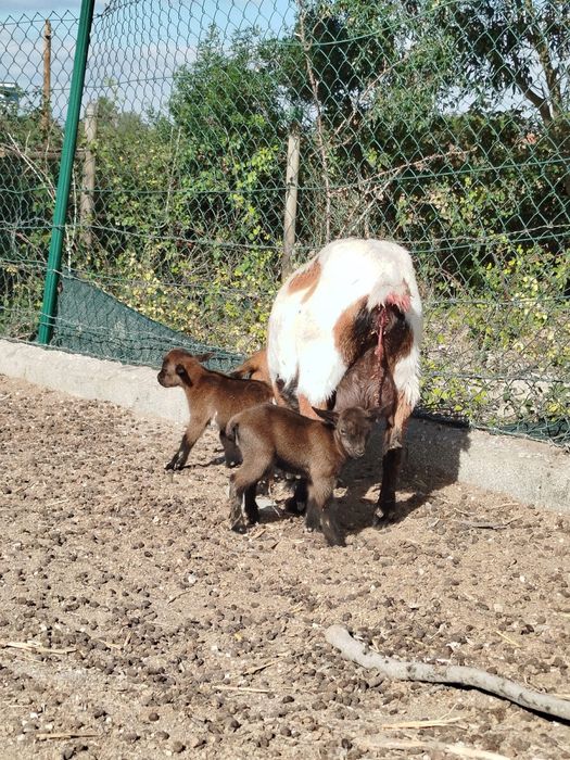 Adoráveis cabras anãs
