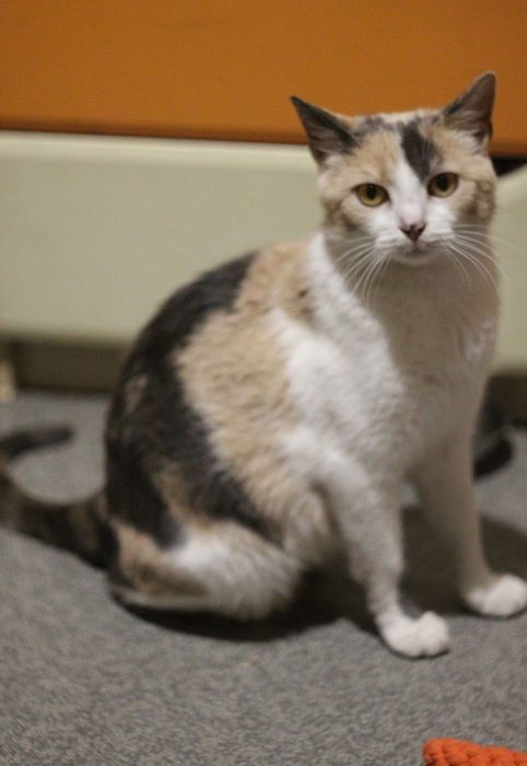 Молоденькая кошечка ищет дом