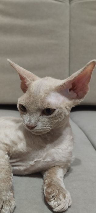 Кошеня  Девон Рекс (Devon Rex)