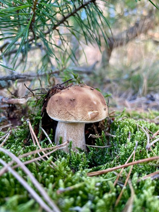 Romantyczny domek w lesie na wynajem / Prywatna balia/ Bory Tucholskie