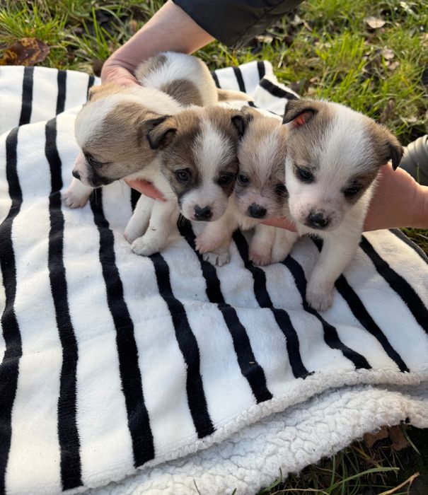 Цуценята в добрі руки