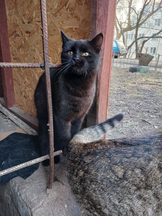 Котик і киця  молоденькі в добрі руки !!!