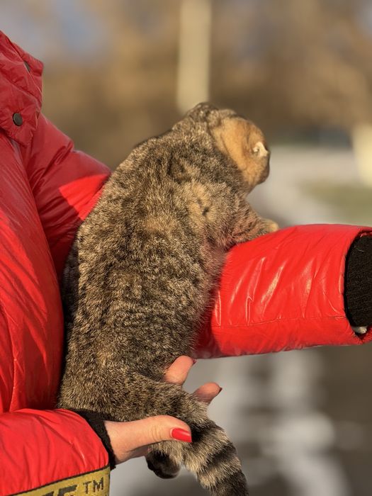 Золоте диво шукає свою родину
