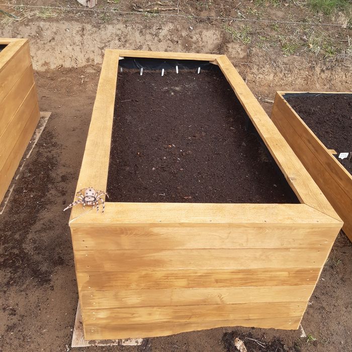 Warzywniak, Skrzynia na warzywa, Grządka