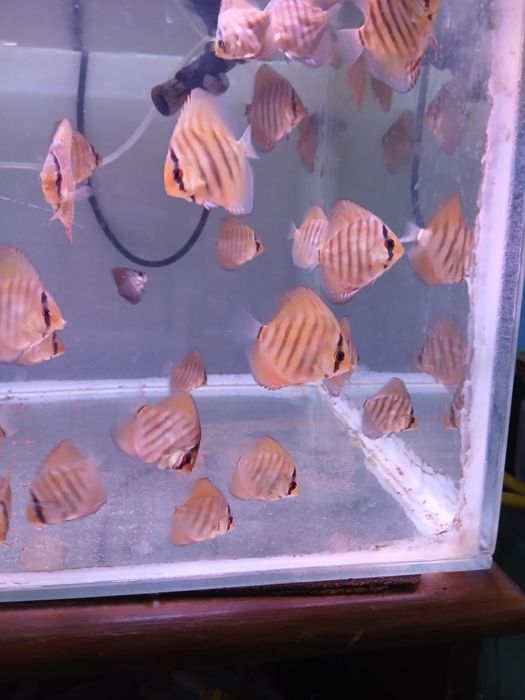 Discus juvenis vermelho turquesa - 4-6 cm