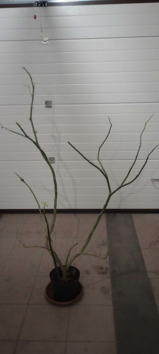 Sprzedam kwiat Datury