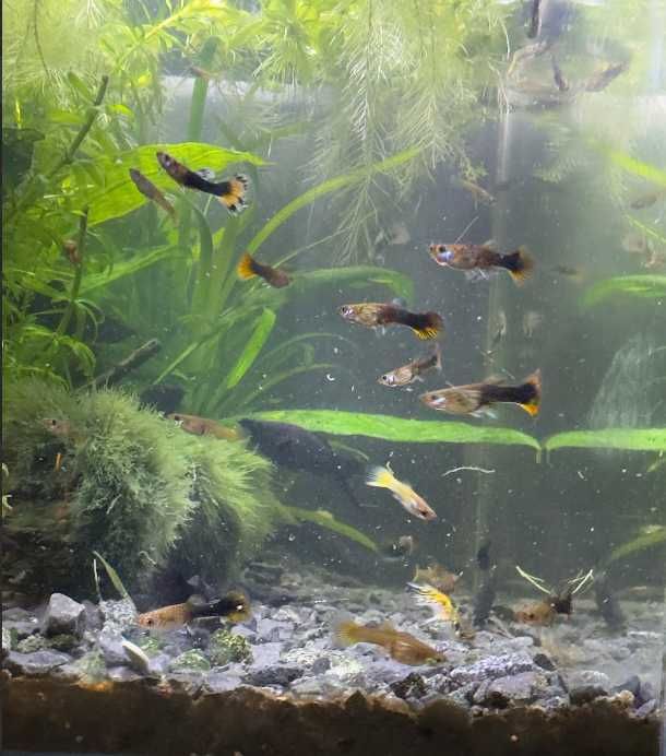 Продаю рибкі гуппі