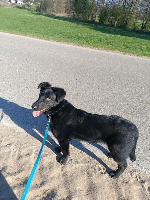 Choco  do adopcji