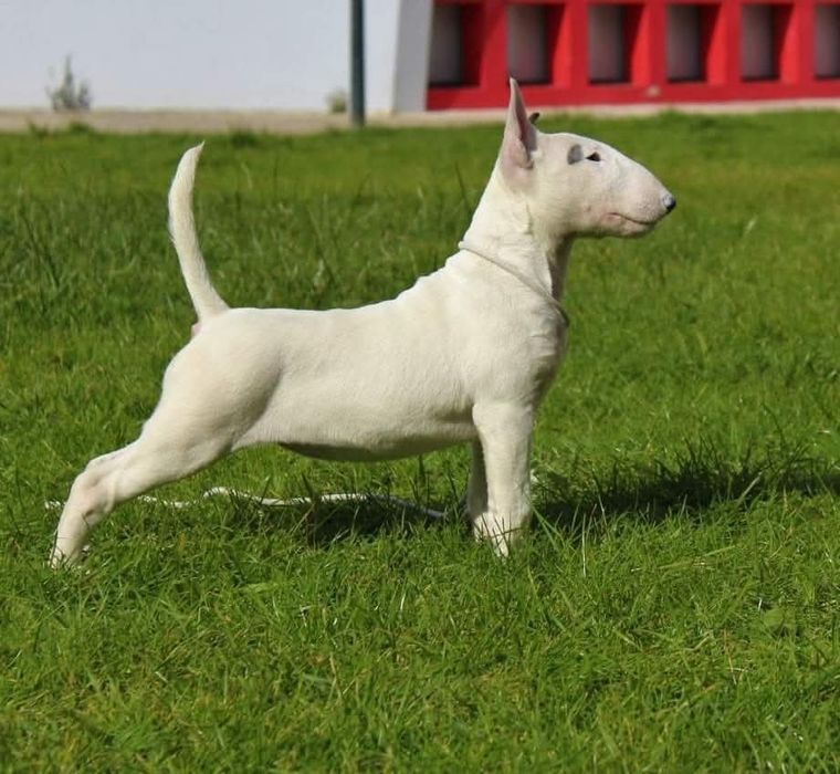 Bull Terrier Disponível