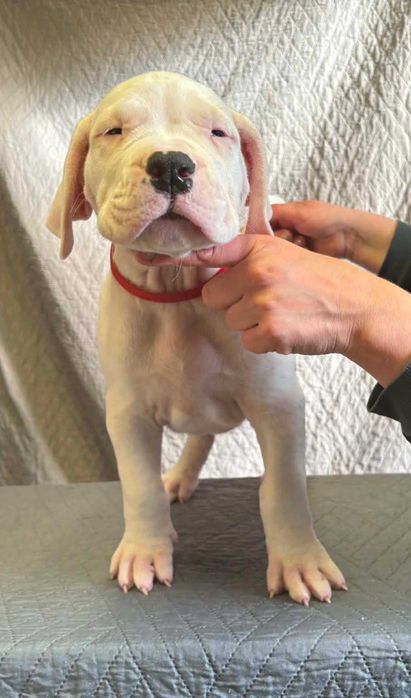 Szczeniaki Dog Argentyński ZkwP (FCI)