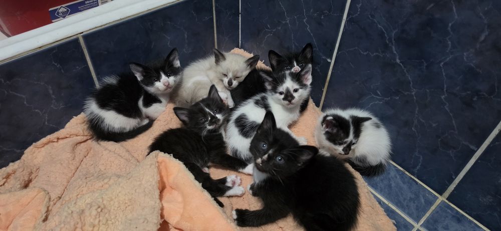 Gatinhos bebes para oferecer