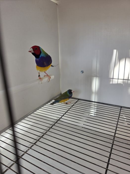 Diamantes de Gould de 2026 prontos a criar