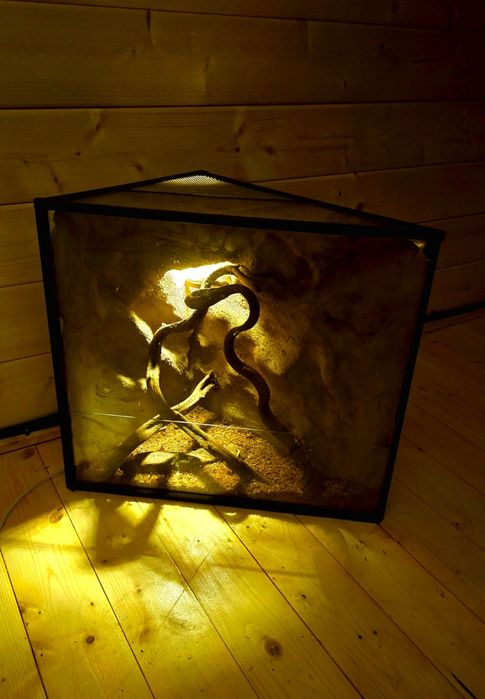 Terarium pająk jaszczórka modliszka patyczaki