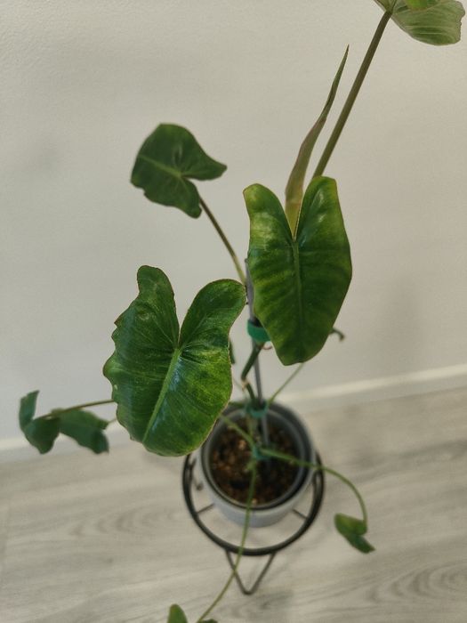 Philodrendron Paraíso Verde // planta interior