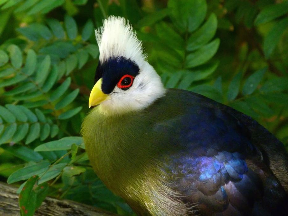 Turaco crista branca