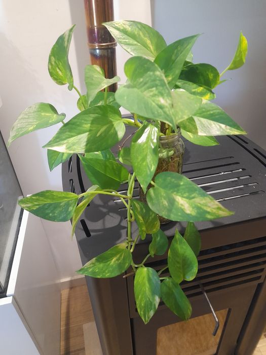 Várias pés de planta cobra natural já com raízes para plantar