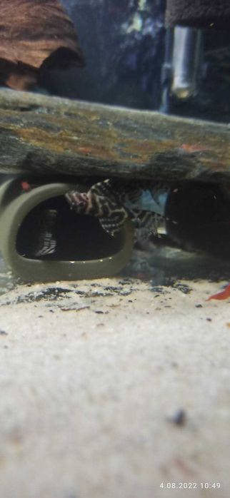 Zbrojnik hypancistrus L333 od 3cm ogłoszenie aktualne