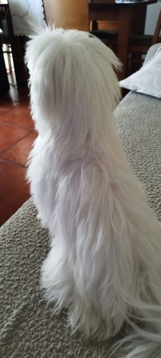 Femea bichon maltes mini