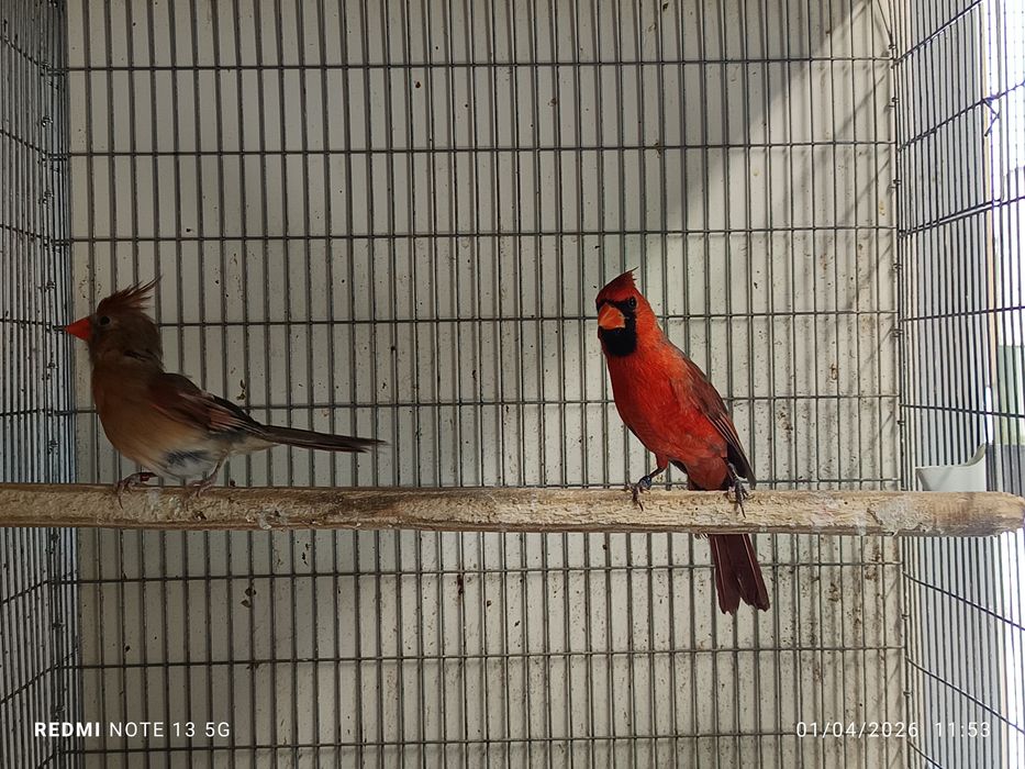 Casal de cardeais