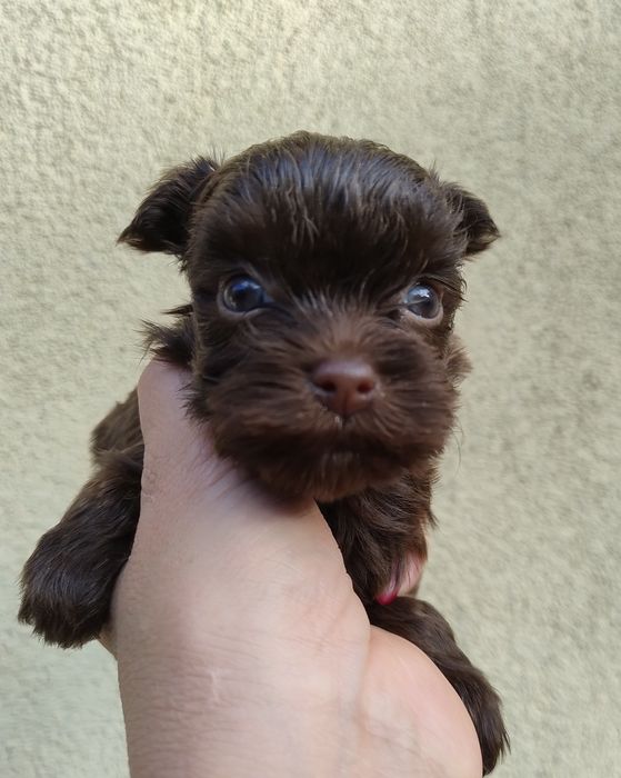 Yorkshire terrier brązowy suczka