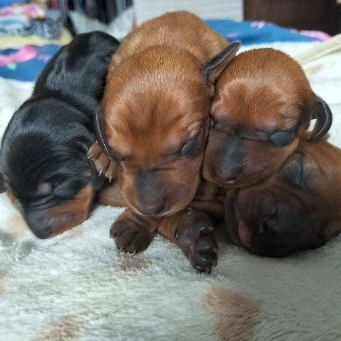 Jamnik krótkowłosy standard