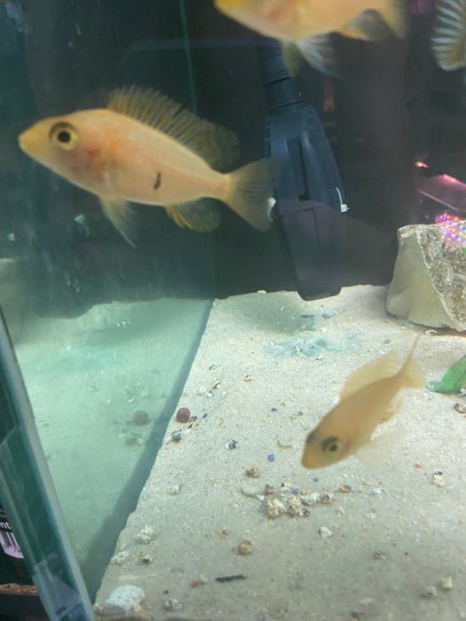 alonocara fire fish jovens 5cm