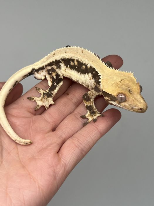 Gekon orzęsiony lily white samiec