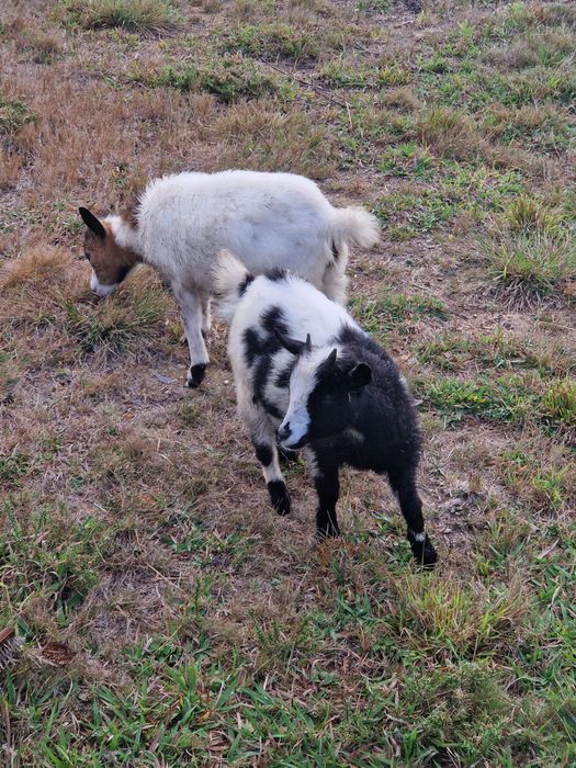 Vendo cabras anãs